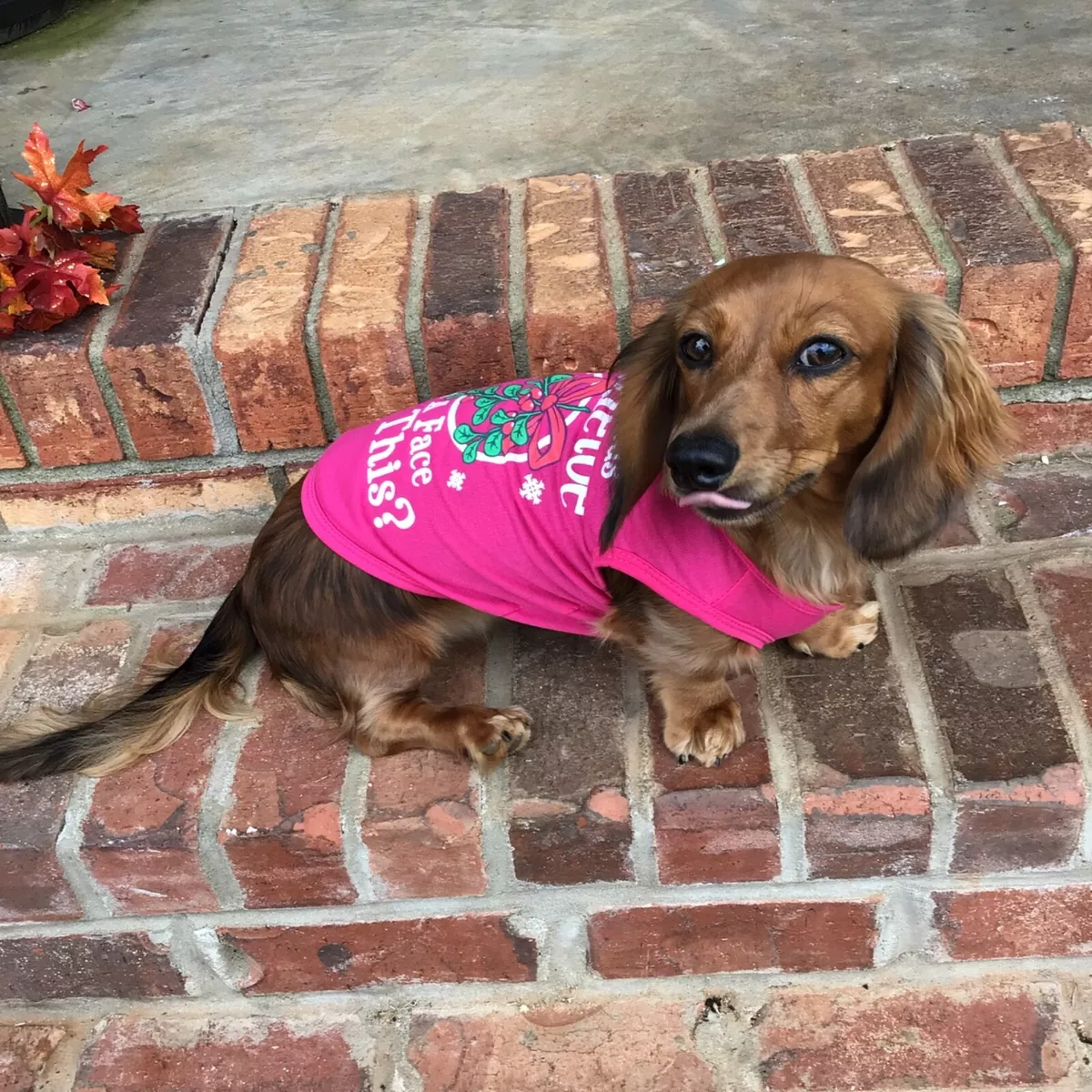 Print dogs face on shirt cheap
