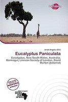 Eucalyptus Paniculata Jerold Angelus