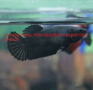all black betta fish