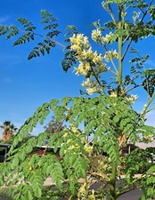 Malunggay Seeds Moringa oleifera for planting 50 to 150 Seeds