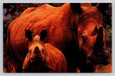 WWF Rhino Mother & Calf Postcard Africa Wildlife Conservation G. Ellis Photo