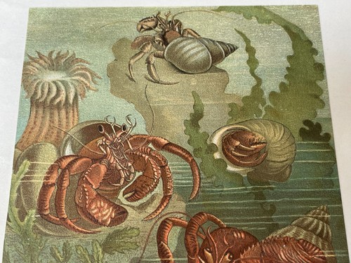 Chromolithograph Circa 1880's L. Prang/Selmar Hess - HERMIT CRABS - Picture 4 of 6