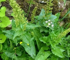 50  Perennial Good king henry spinach seeds organic