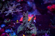 TSA Sour Patch ReefNation  Coral Frag SPS Zoa LPS Paly Polyps