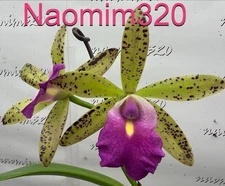 Bc. Hippodamia x C. Small World Blooming size