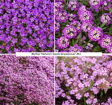 GROUNDCOVER DELUXE MIX Annual & Perennial Purple Flowers USA Non-GMO 2000 Seeds