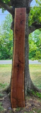 Black Walnut Slab   Live Edge    12 feet long