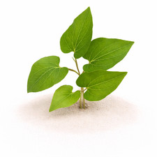 Saururus Cernuus (Lizard's Tail) | Aquarium Plants Factory®