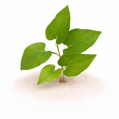 Saururus Cernuus (Lizard's Tail) | Aquarium Plants Factory 