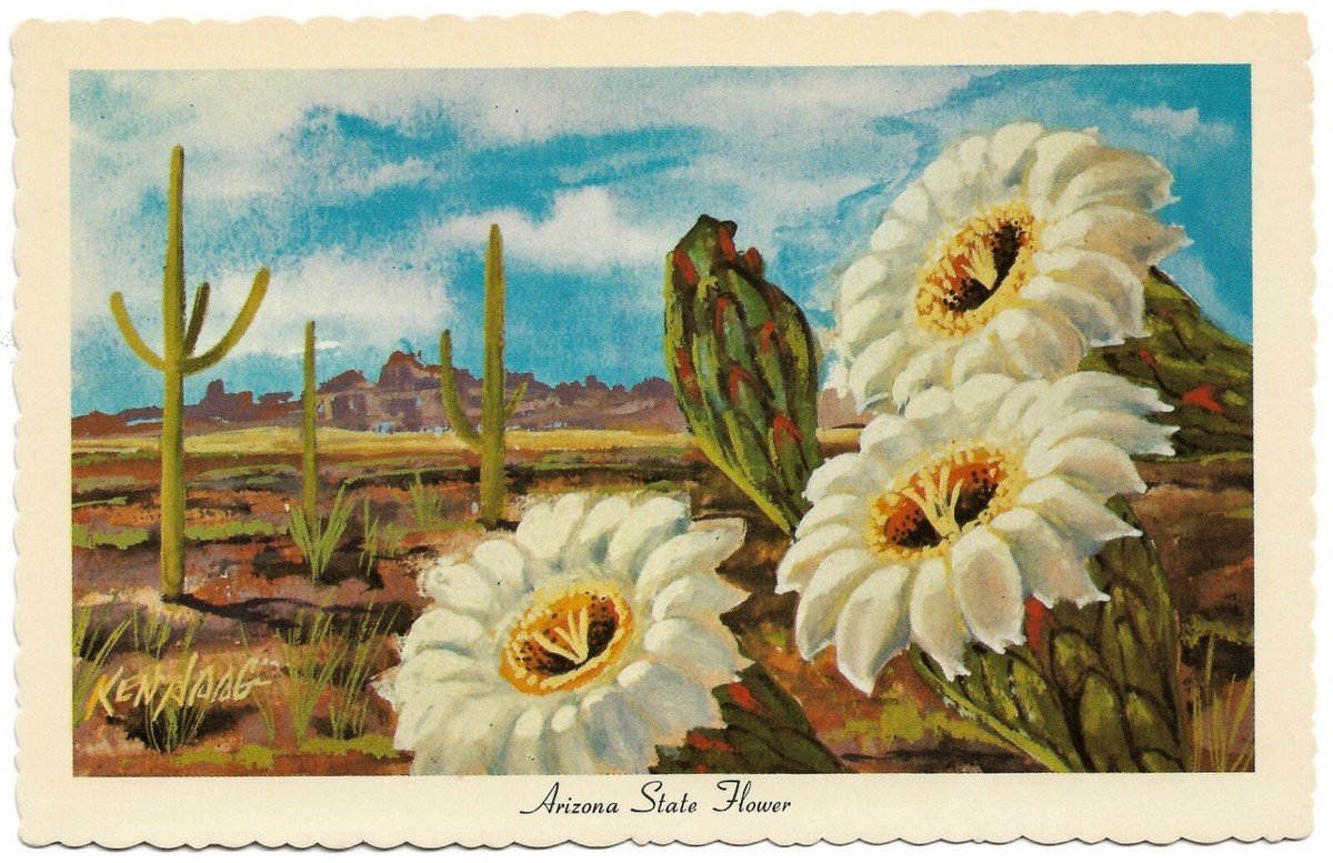 Arizona State Flower - Saguaro Cactus - Artist Ken Haag - 1967 Postcard -  PC3217