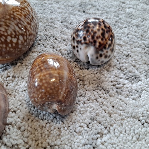 Cypraea Annetae, Mexico Florida Caribbean Gems ! Bundle - Picture 8 of 13