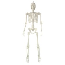 Hanging Posable Skeleton Decoration, White, 5', Halloween by Way To Celebrate