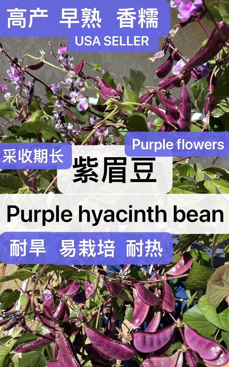 16CT Purple Hyacinth Bean Heirloom Vine Flat Bean Seeds 16粒早熟