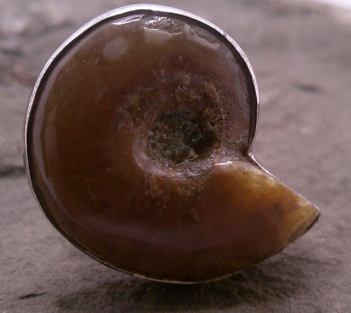 Ammonite Fossil Ring Sz 8 Sterling Silver Setting - Picture 2 of 6
