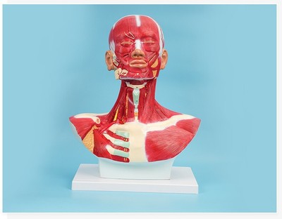 Head And Neck Musculature, Plastic Human Body Muscle Teaching Anatomical Model