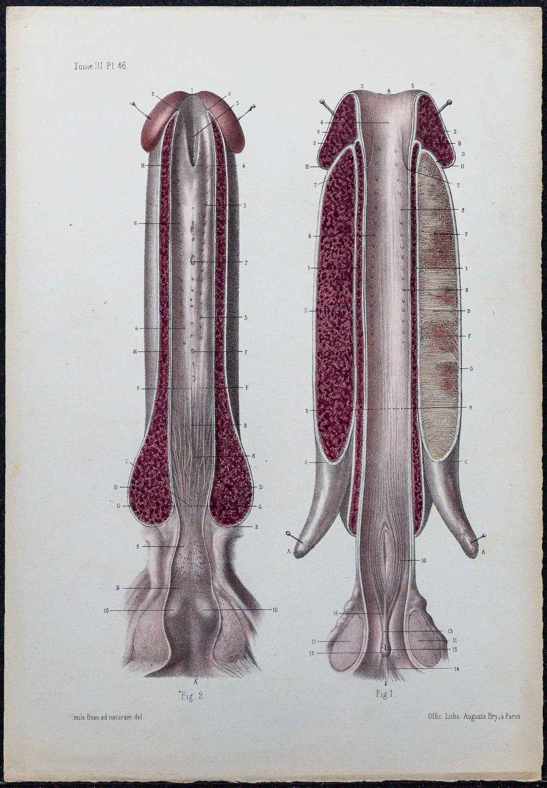 1866 - Harnröhre Und Schwellkörper - Anatomie & Urologie - Alte Gravur