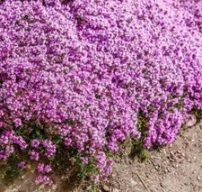 1000+ Creeping Thyme Seeds, (Thymus Serpyllum)  Perennial & Purple Groundcover
