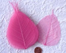 25 Pink Po Bo Banyan leaves skeleton leaf see through baby girl Cards Medium
