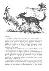 Saluki - 1964 Vintage Dog Art Print by Raymond Pease