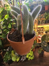 Hildewinteria Colademoninis Monkey Tail Trailing Cactus Pot 9.5Cm Houseplant