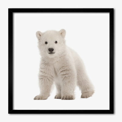 Tulup Foto auf MDF Wanddekoration Kunst Wohnzimmer 50x50cm Ein Eisbär