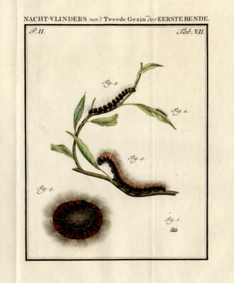 Antiker Druck-FUCHSMOTTE-SCHMETTERLING-RAUPE-P.II Tab.VII-Sepp-1762