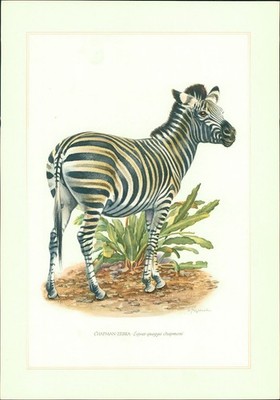 Kunstdruck - Offsetdruck. Wilhelm Eigener: CHAPMAN-ZEBRA - Equus quagga chapmani