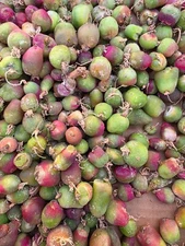 Imported maughanii  succulent (5pcs)