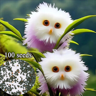 Rare cat Face Orchid Seeds Dracula Cute Simia Garden Plant Flower Decor