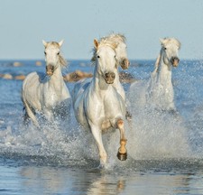 Poster chevaux of Camargue (83 x 80 cm)