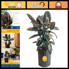 Live Burgundy Rubber Plant - Ficus Elastica Indoor Houseplant, 2-3ft