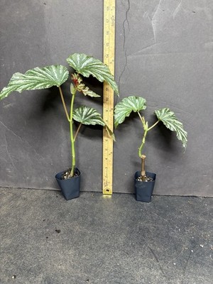 Angel Wing Begonia  Lana  2in pot  Starter plant Live plant 