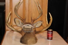 Pair Whitetail Deer Mounts Taxidermy Skull Antler Hunt Rack Log Cabin Wall Decor