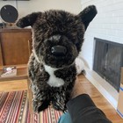 Douglas The Cuddle Toy Billie French Bulldog Stuffed Animal Toy