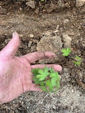 English Field Maple seedlings 10- 20cm high plant a tree