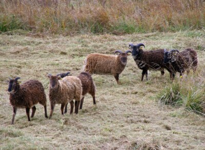 Photo 6x4 Hebridean Sheep Barton-Upon-Humber Vegetation control operative c2010
