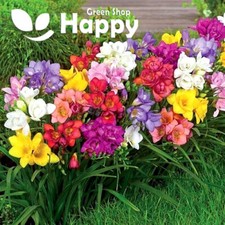 FREESIA ROYAL CHAMPION MIX - 5 SEEDS - Freesia hybrida - FRAGRANT CUT FLOWER