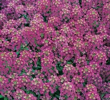 ALYSSUM SEEDS 1500+ ROYAL CARPET purple FLOWER garden ANNUAL bees FREE SHIPPING