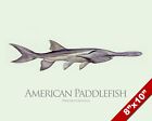 American Paddlefish Fish Painting Freshwater Fishing Art Real Canvas Print