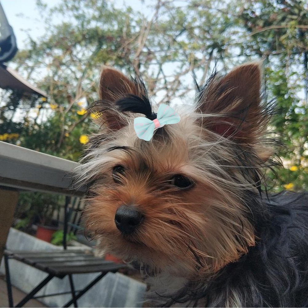 10 pezzi forcine per capelli con fiocco per animali domestici colorate fermagli per capelli per cani semplici accessori per peli di animali foto 5