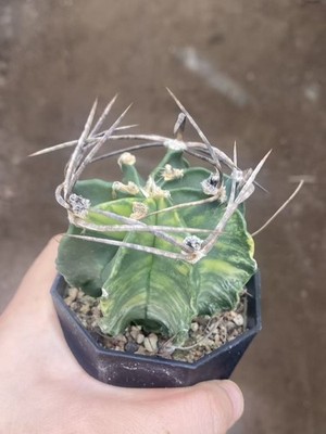 Astrophytum Capricorne Buffalo Suigyu variegated succulent seedgrowth WYSIWYG 7