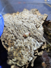 7 Red Panda King Isopods   Vibrant Red Morph   Live Bioactive Clean-Up Crew  