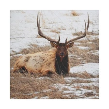 Satin Canvas, Stretched