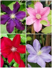Clematis Mixed Seeds 30+. FREE P&P!!