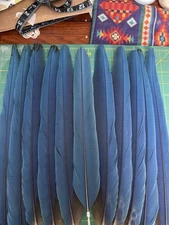 Blue & Gold Macaw Tail Feathers Set Of 11, average length 15", naturally shed
