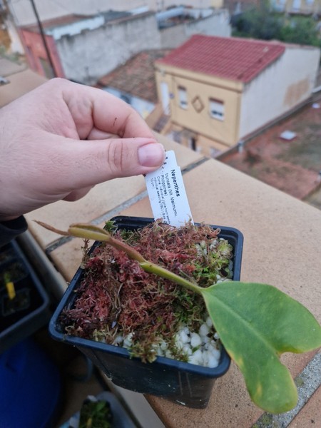Nephentes Truncata Highland Red