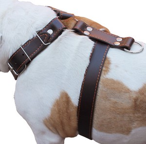 pitbull harness size