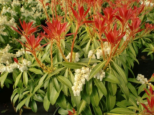 Pieris Japonica , 100 seeds !!! - Picture 4 of 6