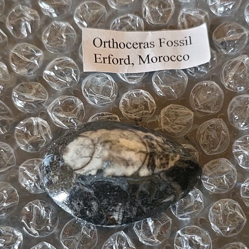 Orthoceras Fossil Teardrop Shape Erford Morocco 0.86oz Approx. 5cm