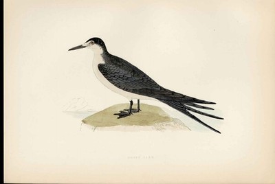 Rußseeschwalbe Morris britische Vögel antiker Druck um 1903